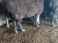 Ram, Sheep — photo 2