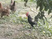 Japanisches Bantam — Foto 2