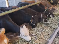 بقرة, Swiss cattle — الصورة 6