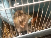 7 Hamster + qəfəs dəsti - Növbənöv xırda gəmirici üçün uyğun hamster — الصورة 4