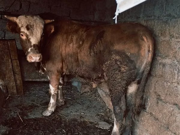 公牛, Simmental cattle — 乌兹别克斯坦