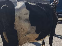 Kuh, Holstein-Rasse — Foto 3