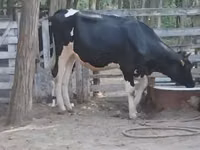 Toro, Raza Holstein — foto 3