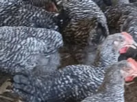 Chickens — الصورة 5