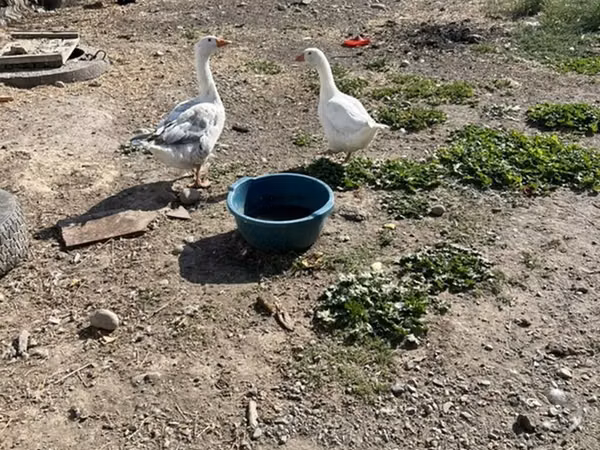 Geese — Kirgisistan