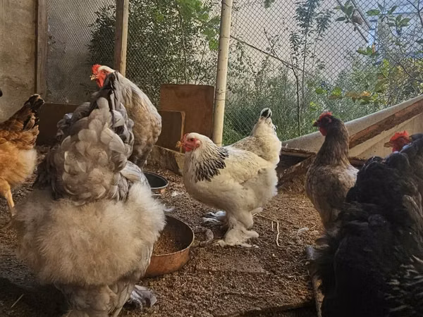 Brahma