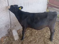 Kuh, Russian Black pied cattle — Foto 1