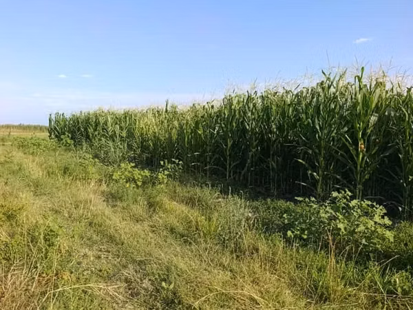 Кукуруза под силос Кукуруза под силос Кукуруза под силос Силос