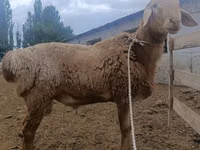 Qoʻchqor, Arashan sheep — 1-rasm