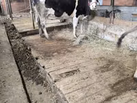 母牛, Latvian Blue cattle — 照片 1