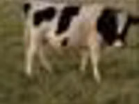 Toro, Raza Holstein — foto 4