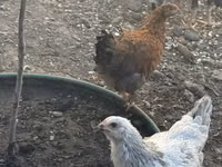 Chickens — foto 5