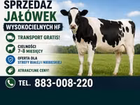 Kuh, Holstein-Rasse — Foto 1