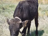 Bulle, Swiss cattle — Foto 1
