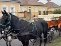 Mare, Horses — photo 3