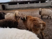 Schafe (Partie, Geschlecht nicht angegeben), Arashan sheep — Foto 4