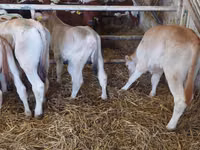 Bulle, Simmental cattle — Foto 2