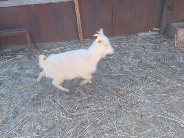 母山羊, Saanen goat — 哈萨克斯坦