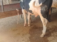 公牛, Russian Black pied cattle — 照片 3