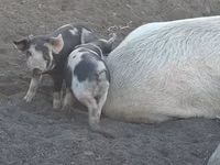 Schweine (Partie, Geschlecht nicht angegeben), Schweine — Foto 2