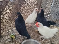 Chickens — الصورة 1