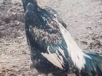 Chickens — Foto 2