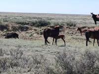 Yegua, Kazakh horse — foto 5