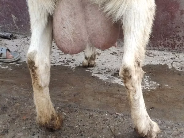 Ziege, Saanen goat