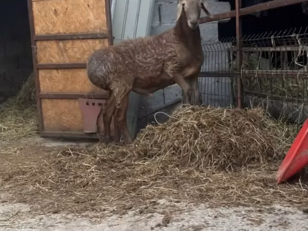 كبش, Arashan sheep — قيرغيزستان