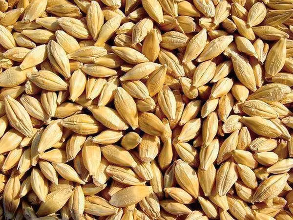Продам ячмень, местный, кормовой, 25 тонн--- хорошего качества