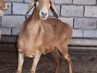 Oveja, Arashan sheep — foto 5