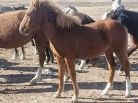 خيول (دفعة، الجنس غير محدد), الخيول — الصورة 2