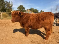 Kuh, Highland — Foto 4