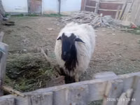 Widder, Blackheaded Persian sheep — Foto 2