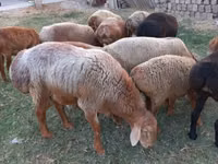 Кочкор, Эдильбай койу — сүрөт 4