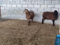 نعجة, الأغنام — الصورة 3