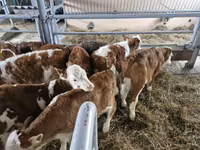 मवेशी (लॉट, लिंग निर्दिष्ट नहीं), Simmental cattle — फ़ोटो 1