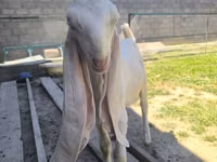 Cabro, Gulabi goats — foto 4