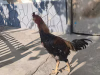 长门鸡 — 照片 1