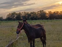 Hengst, Arabian horse — Foto 2