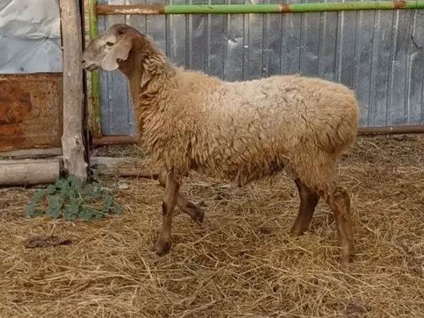 كبش, Hissar sheep
