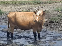 Kuh, Latvian Blue cattle — Foto 3