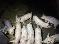 मादा सूअर, सूअर — फ़ोटो 2