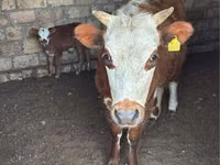 母牛, Latvian Blue cattle — 照片 1