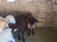 Schaf, Tian-Shan semifinewool sheep — Foto 2
