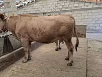 गाय, Swiss cattle — फ़ोटो 6