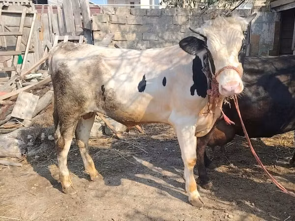 ثور, الماشية