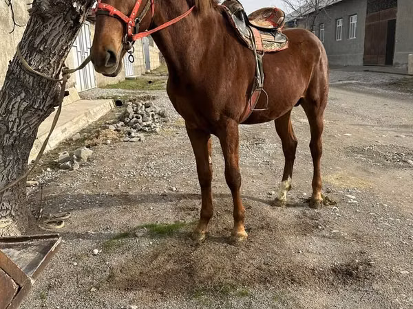 Hengst, Kazakh horse — Kasachstan