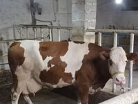 सांड, Simmental cattle — फ़ोटो 1
