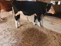 Bulle, Simmental cattle — Foto 5